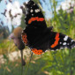 Schmetterling Admiral