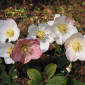 Christrosen