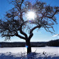 Wintersonne