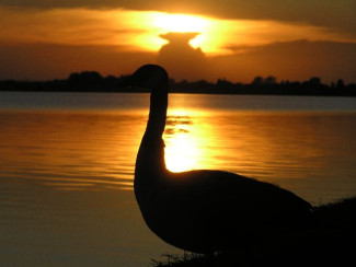 Sonnenuntergang mit Gans