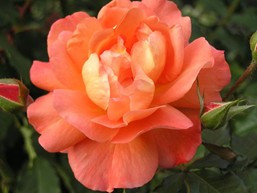 Start.Rose