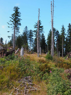Waldsterben