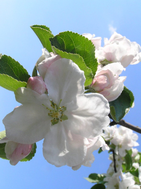 Apfelblüte