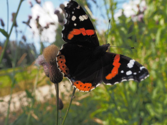 Admiral Schmetterling