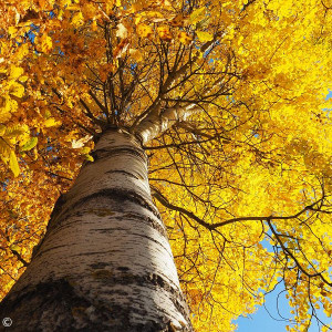 Birke im Herbstlaub