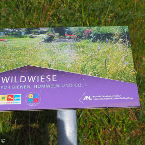 Blühwiese im Friedhof