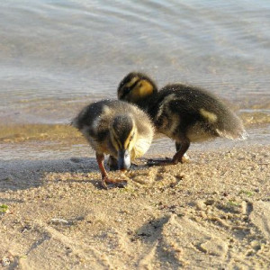 Zwei junge Enten