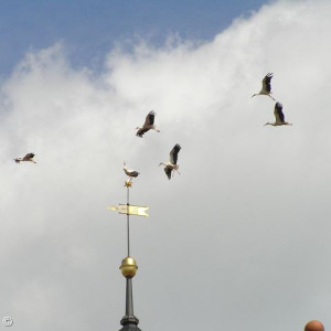 Störche über dem Kirchturm
