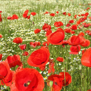 Mohnblüten
