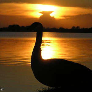 Sonnenuntergang mit Gans